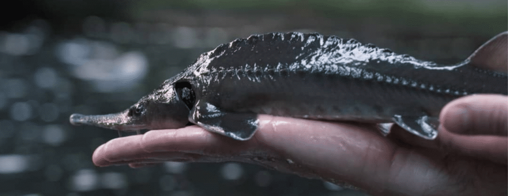 Steur; kaviaar; caviar; AquaBio; viskwekerij; Kinrooi; Agropolis